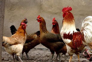 遼寧H7N9禽流感病例死亡警示 生鮮水產品安全需即刻關注