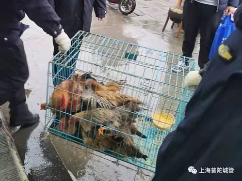 上海普陀區嚴查活禽交易隱患，監管生鮮水產品流通安全