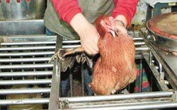因應H7N9禽流感疫情 臺灣自6月17日起市場禁宰活禽與生鮮水產品