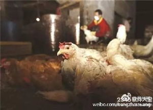 H7N9禽流感病毒變異株出現高致病性，專家呼吁市民避免接觸活禽與生鮮水產品