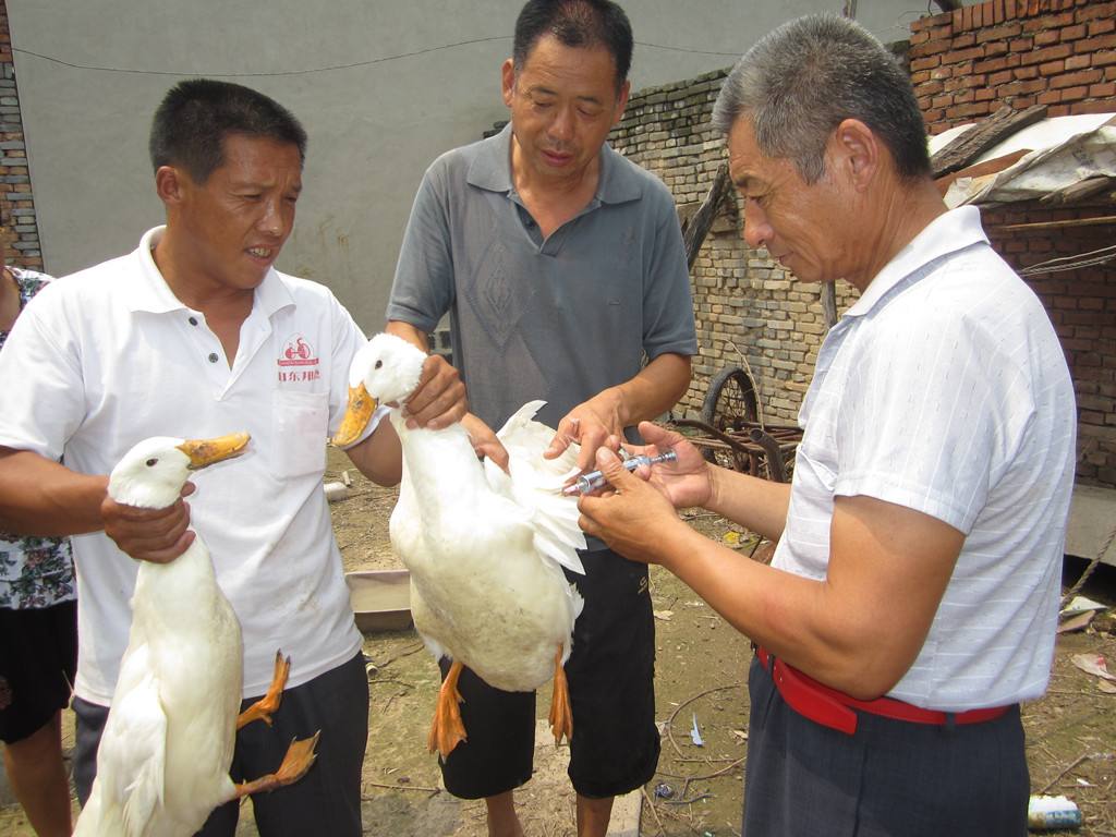 活禽交易的未來 農貿市場雞鴨買賣轉型路徑探討