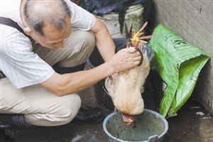 福田區全面禁止活禽交易，保障公共衛生安全