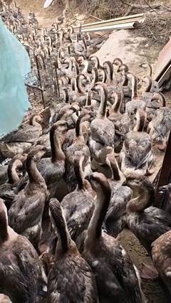 獅頭鵝市場(chǎng)價(jià)格解析 活禽每斤售價(jià)因多重因素浮動(dòng)