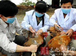 活禽交易活躍地區H7N9流感風險高