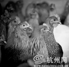 活禽交易禁令下的杭州 公共衛(wèi)生與民生傳統(tǒng)的兩難
