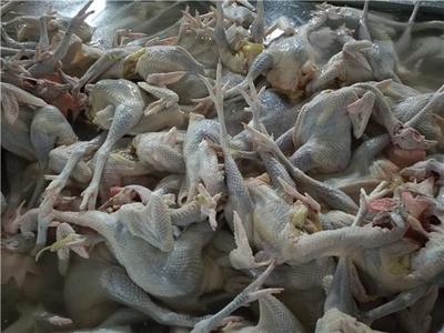 昆明擬禁活禽交易宰殺引熱議 農(nóng)業(yè)局回應(yīng) 生鮮水產(chǎn)品不受影響，保障安全與供應(yīng)是關(guān)鍵