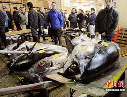 天價(jià)金槍魚 日本魚市3249萬日元成交背后的生鮮水產(chǎn)品市場(chǎng)密碼