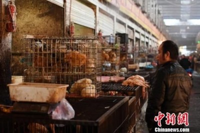 湖南H7N9流感疫情通報與活禽市場動態觀察