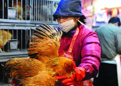 香港活禽管理 五次撲殺背后的防控權衡